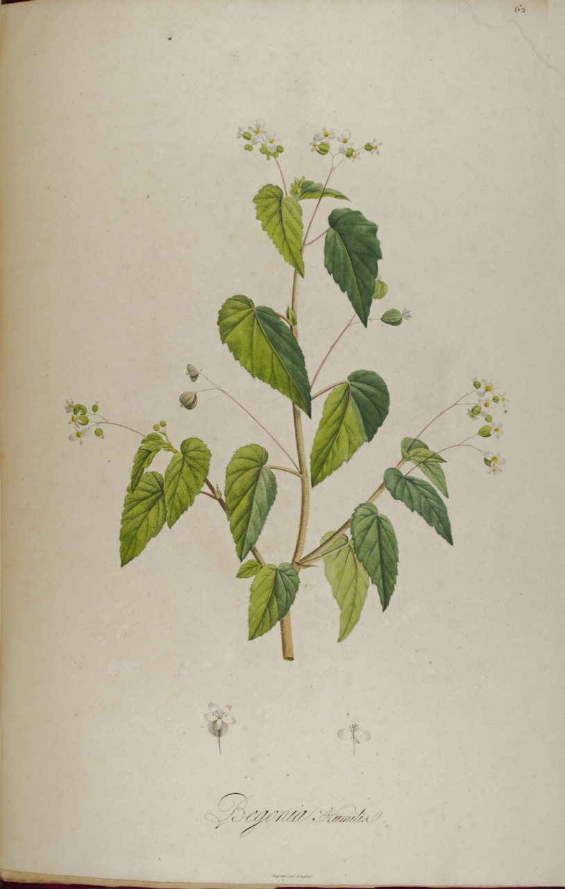 B. ‘Humilial’
